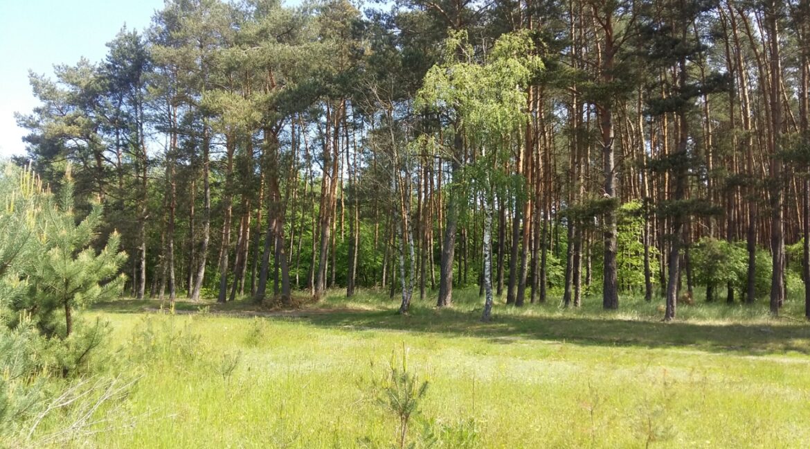 zdjęcie główne 1