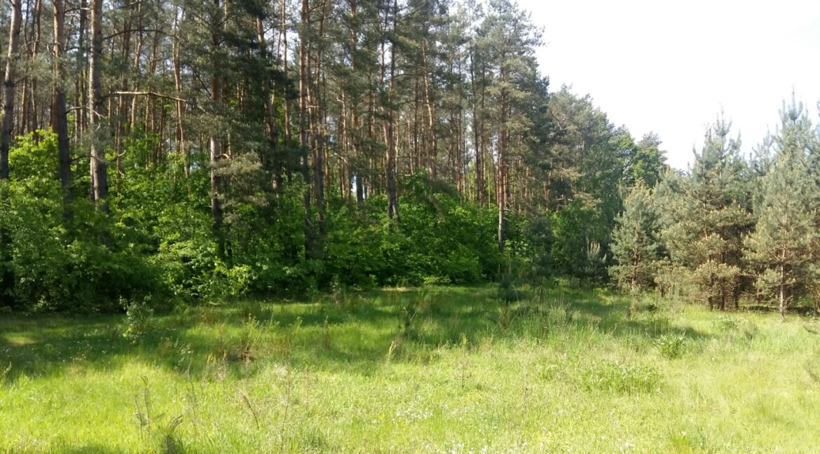 zdjęcie główne 3